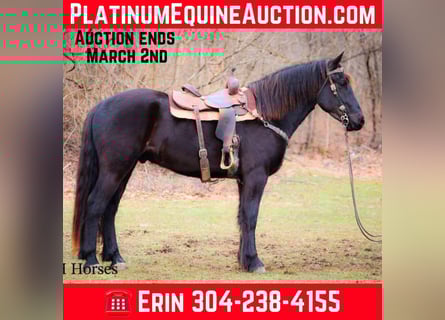 Friesian horses, Gelding, 5 years, 16.1 hh, Black