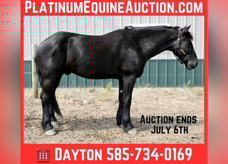 Friesian horses, Gelding, 5 years, 16.2 hh, Black