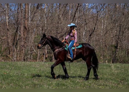 Friesian horses Mix, Gelding, 5 years, 16 hh, Bay