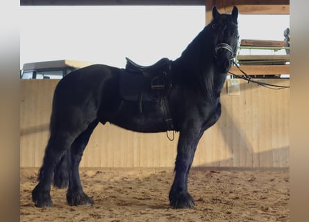 Friesian horses, Gelding, 5 years, 16 hh, Black