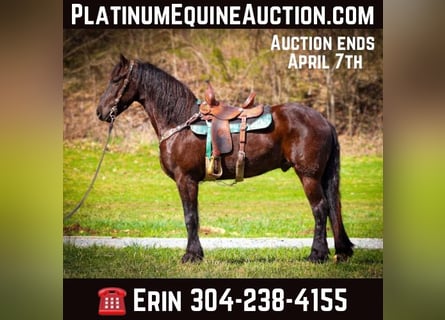Friesian horses, Gelding, 5 years, 16 hh, Black
