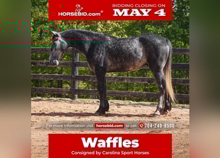 Friesian horses Mix, Gelding, 5 years, 16 hh, Grey-Dapple