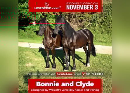 Friesian horses, Gelding, 5 years, 16,3 hh, Black