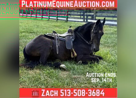 Friesian horses, Gelding, 5 years, 16,3 hh, Black