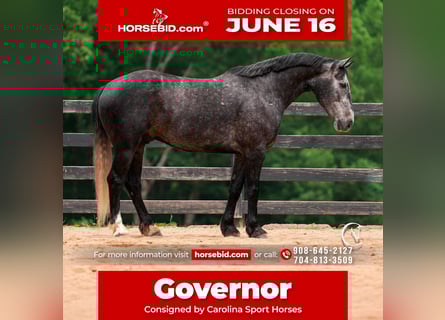 Friesian horses Mix, Gelding, 5 years, 16,3 hh, Gray