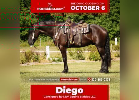 Friesian horses Mix, Gelding, 5 years, 17.2 hh, Black