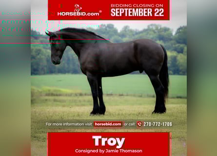 Friesian horses, Gelding, 5 years, 17,1 hh, Black
