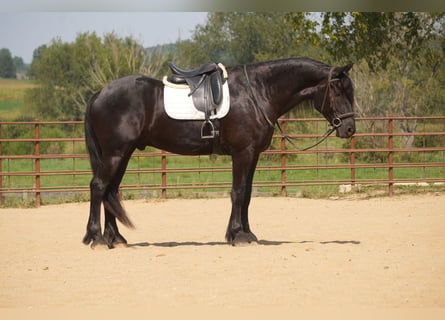 Friesian horses Mix, Gelding, 5 years, Black