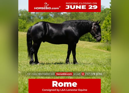 Friesian horses Mix, Gelding, 5 years, Black