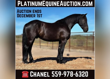 Friesian horses, Gelding, 5 years, Black