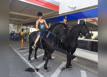 Friesian horses, Gelding, 5 years, Brown