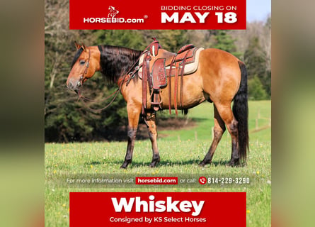 Friesian horses Mix, Gelding, 5 years, Buckskin