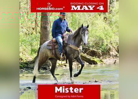 Friesian horses Mix, Gelding, 5 years, Grey