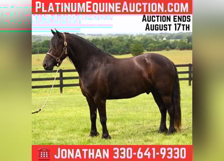 Friesian horses, Gelding, 5 years