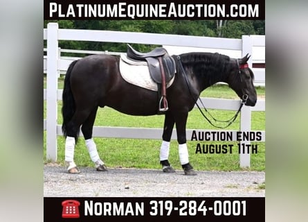 Friesian horses, Gelding, 6 years, 13,2 hh, Black