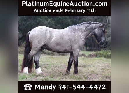 Friesian horses, Gelding, 6 years, 14,1 hh, Roan-Blue