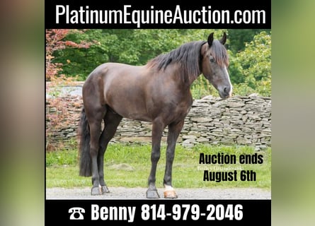 Friesian horses, Gelding, 6 years, 14.2 hh, Black