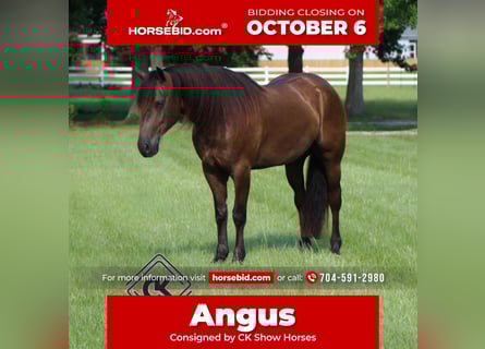 Friesian horses Mix, Gelding, 6 years, 14 hh, Black