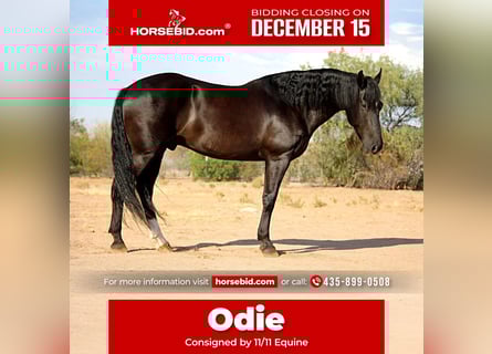 Friesian horses Mix, Gelding, 6 years, 15.1 hh, Black