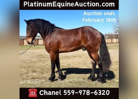 Friesian horses, Gelding, 6 years, 15.3 hh, Bay