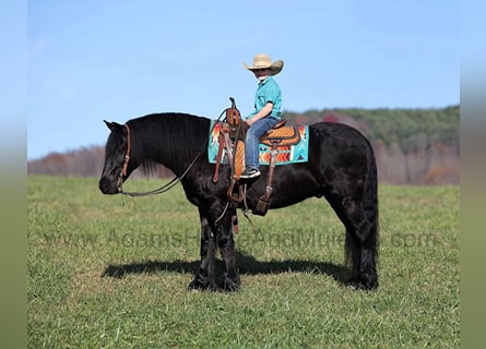 Friesian horses, Gelding, 6 years, 15 hh, Black