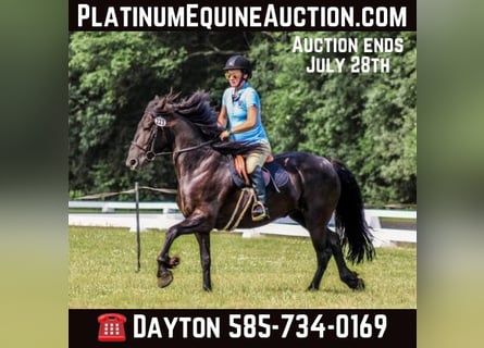 Friesian horses, Gelding, 6 years, 15 hh, Black