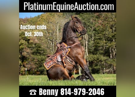 Friesian horses, Gelding, 6 years, 15,1 hh, Bay