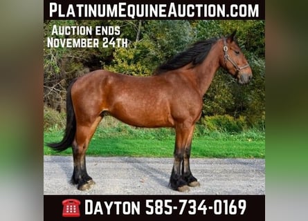 Friesian horses, Gelding, 6 years, 15,1 hh, Bay