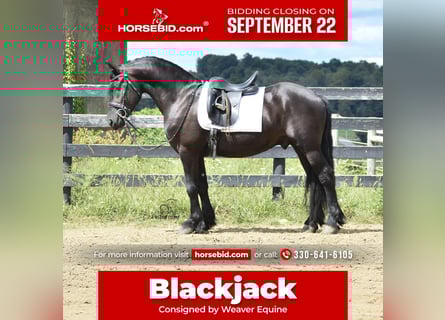 Friesian horses Mix, Gelding, 6 years, 15,1 hh, Black