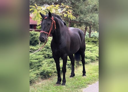 Friesian horses Mix, Gelding, 6 years, 15,1 hh, Black