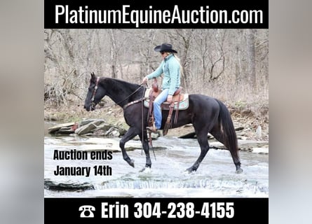 Friesian horses, Gelding, 6 years, 15,1 hh, Black