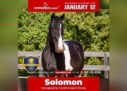 Friesian horses Mix, Gelding, 6 years, 15,2 hh