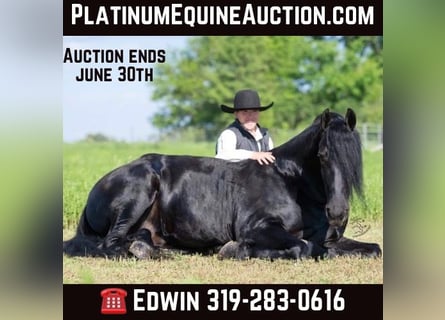 Friesian horses, Gelding, 6 years, 16.1 hh, Black