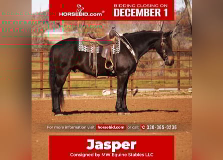 Friesian horses Mix, Gelding, 6 years, 16 hh, Bay