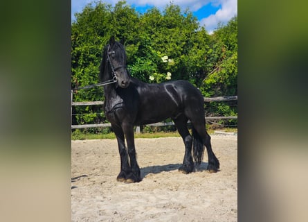 Friesian horses, Gelding, 6 years, 16 hh, Black