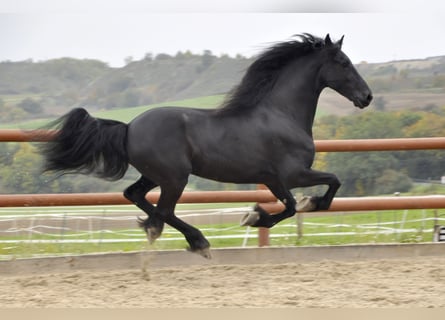 Friesian horses, Gelding, 6 years, 16 hh, Black