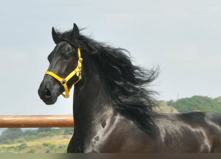 Friesian horses, Gelding, 6 years, 16 hh, Black