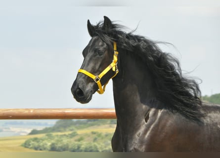 Friesian horses, Gelding, 6 years, 16 hh, Black