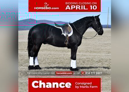 Friesian horses, Gelding, 6 years, 16 hh, Black