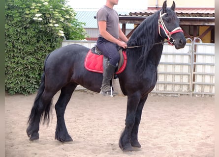Friesian horses, Gelding, 6 years, 16 hh, Black