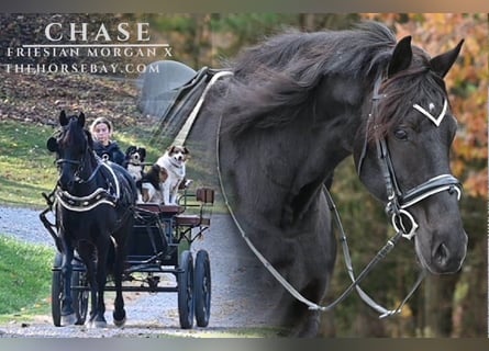 Friesian horses Mix, Gelding, 6 years, 16 hh, Black