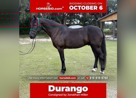 Friesian horses Mix, Gelding, 6 years, 16 hh, Black