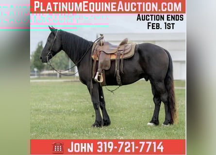 Friesian horses, Gelding, 6 years, 16,1 hh, Black