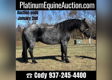 Friesian horses, Gelding, 6 years, 17 hh, Roan-Blue