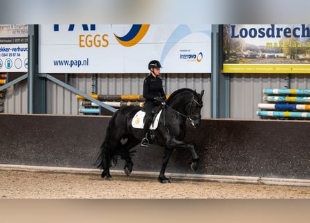 Friesian horses, Gelding, 6 years, Black