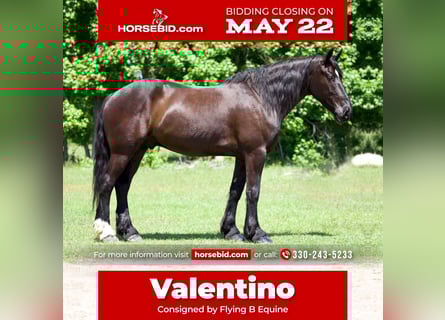 Friesian horses Mix, Gelding, 6 years, Black