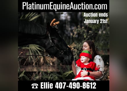 Friesian horses, Gelding, 6 years, Black