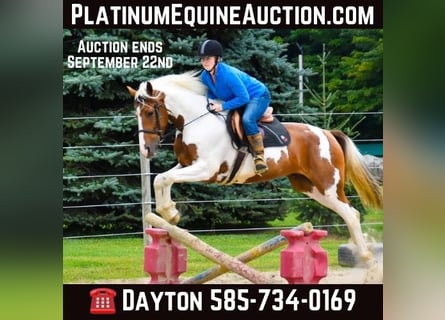 Friesian horses, Gelding, 6 years, Chestnut