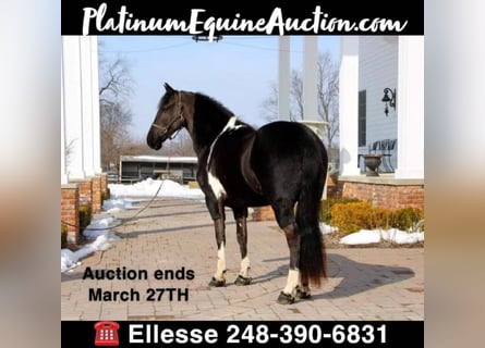 Friesian horses, Gelding, 6 years, Tobiano-all-colors