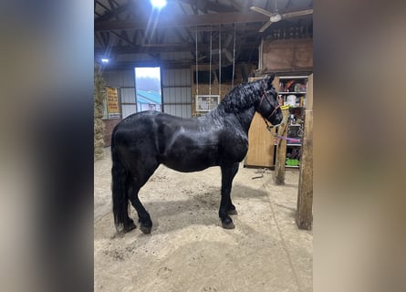 Friesian horses Mix, Gelding, 7 years, 14,1 hh, Black